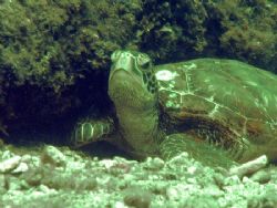 "Turtle Nap" by Nicolas Pohl 